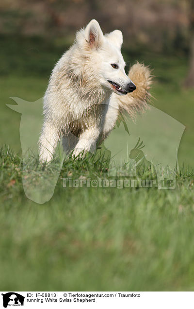 running White Swiss Shepherd / IF-08813