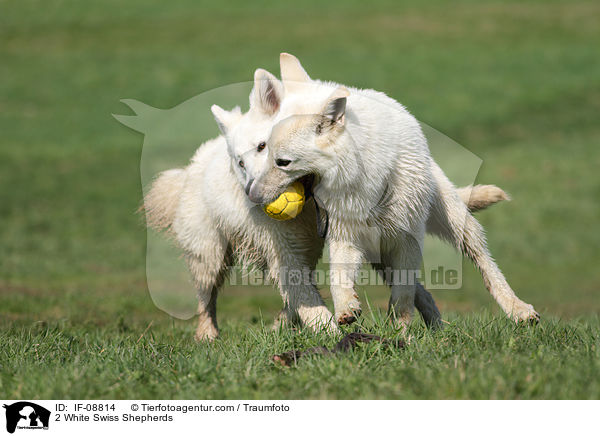 2 White Swiss Shepherds / IF-08814