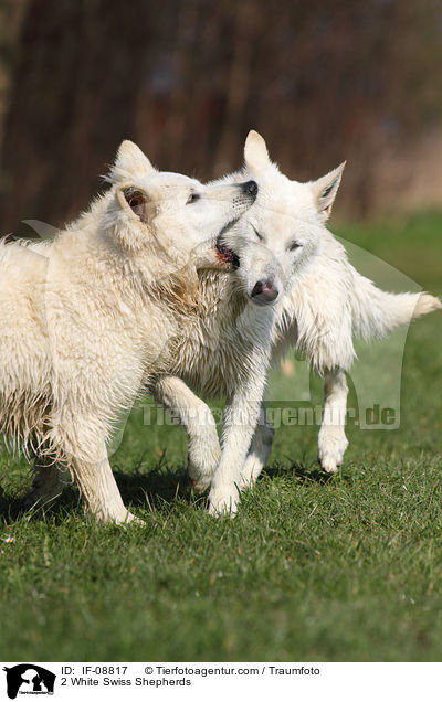 2 White Swiss Shepherds / IF-08817