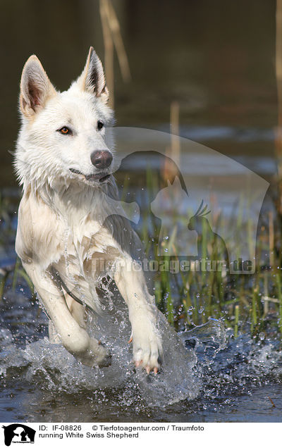 running White Swiss Shepherd / IF-08826