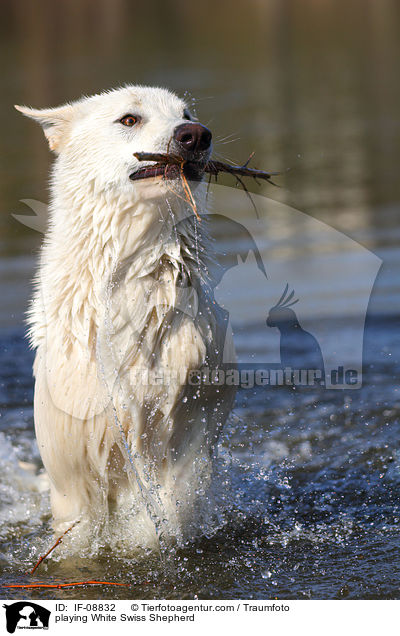 playing White Swiss Shepherd / IF-08832
