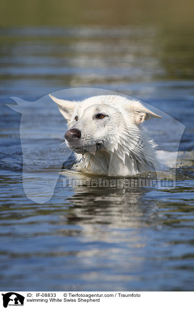 swimming White Swiss Shepherd / IF-08833