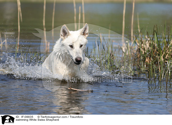 swimming White Swiss Shepherd / IF-08835