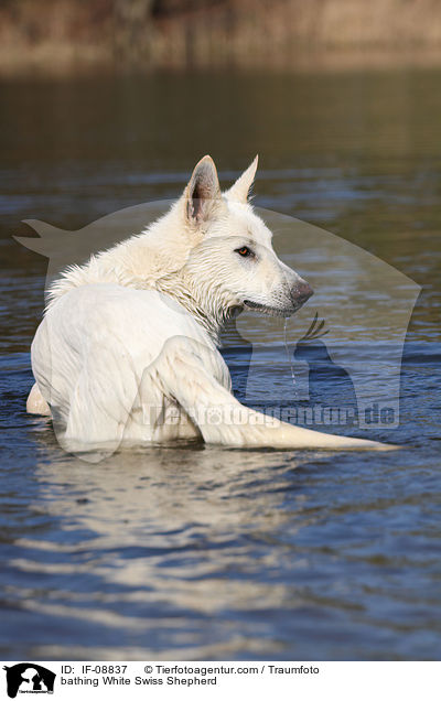 badender Weier Schweizer Schferhund / bathing White Swiss Shepherd / IF-08837