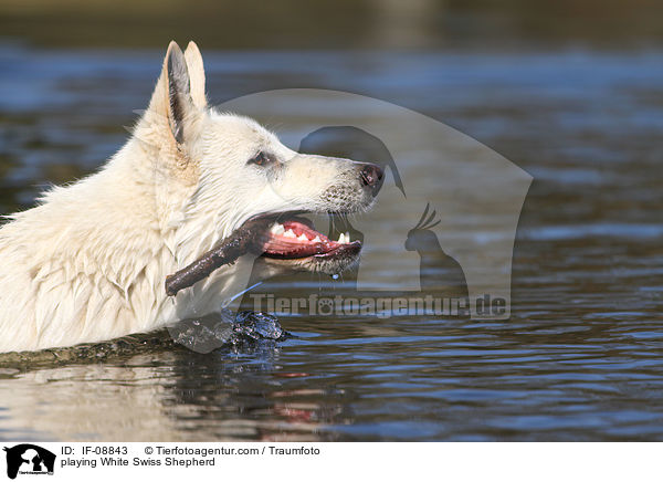 playing White Swiss Shepherd / IF-08843