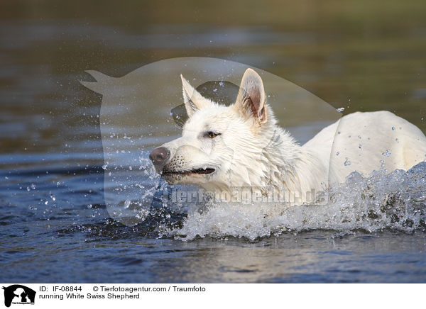 running White Swiss Shepherd / IF-08844