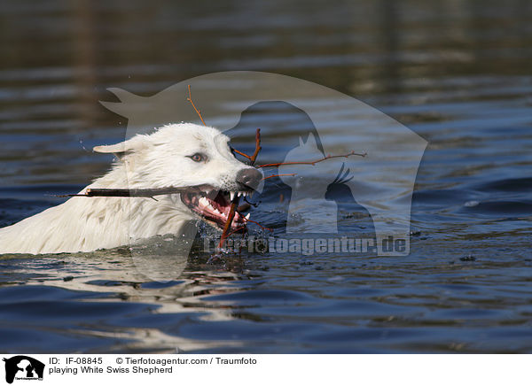 playing White Swiss Shepherd / IF-08845