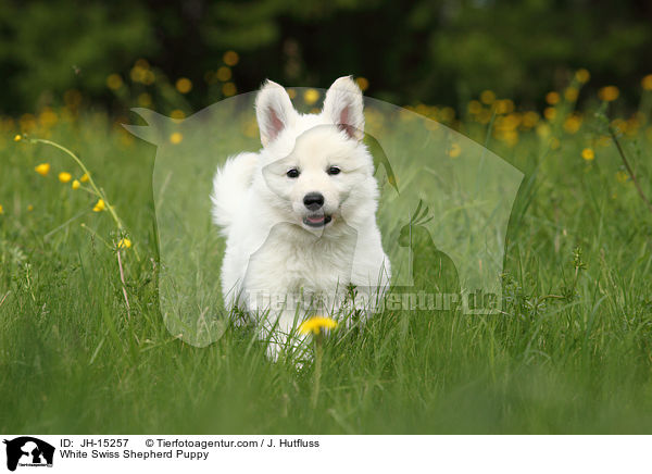 White Swiss Shepherd Puppy / JH-15257