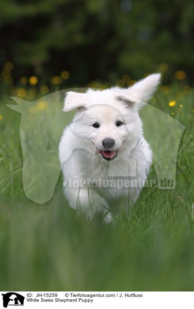 White Swiss Shepherd Puppy / JH-15259