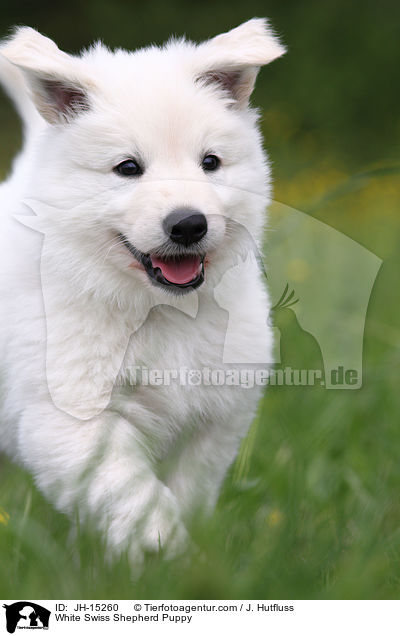 White Swiss Shepherd Puppy / JH-15260