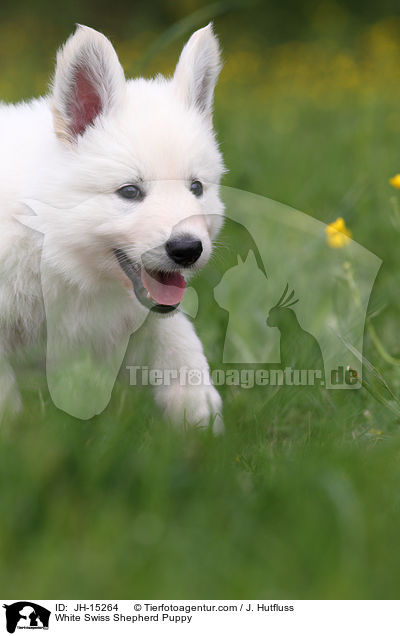 Weier Schweizer Schferhund Welpe / White Swiss Shepherd Puppy / JH-15264