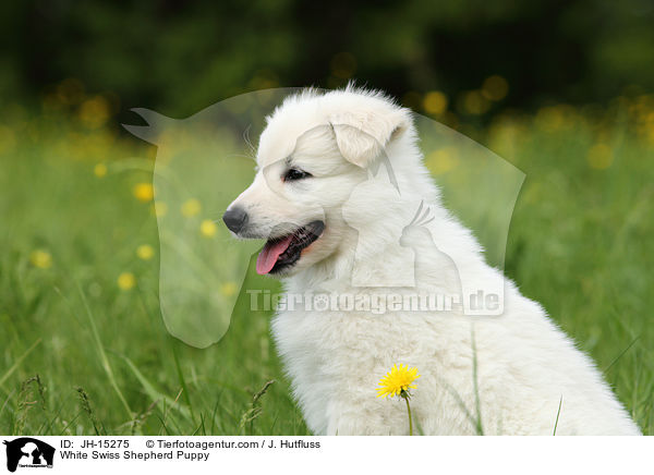 White Swiss Shepherd Puppy / JH-15275