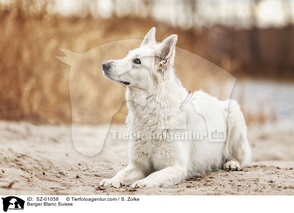 Berger Blanc Suisse / SZ-01058