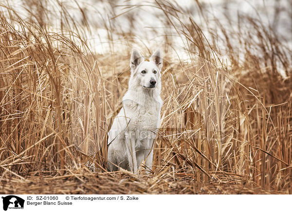 Berger Blanc Suisse / SZ-01060