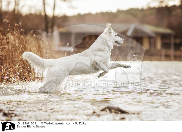 Berger Blanc Suisse / SZ-01061