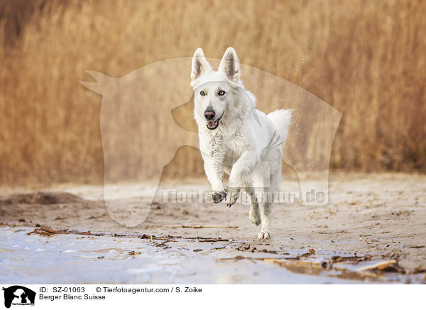 Berger Blanc Suisse / SZ-01063