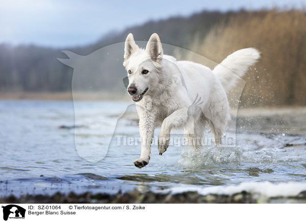 Berger Blanc Suisse / SZ-01064