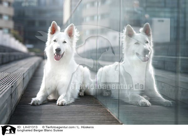 longhaired Berger Blanc Suisse / LH-01313