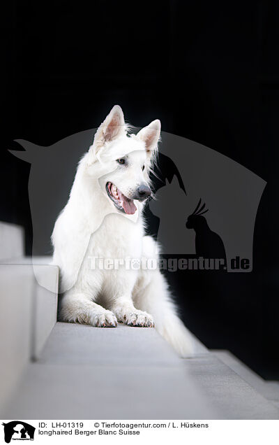 longhaired Berger Blanc Suisse / LH-01319