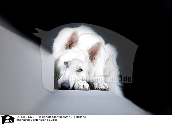 longhaired Berger Blanc Suisse / LH-01320