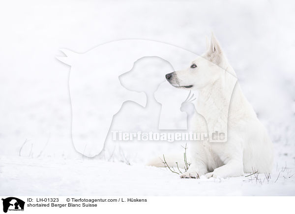 shortaired Berger Blanc Suisse / LH-01323