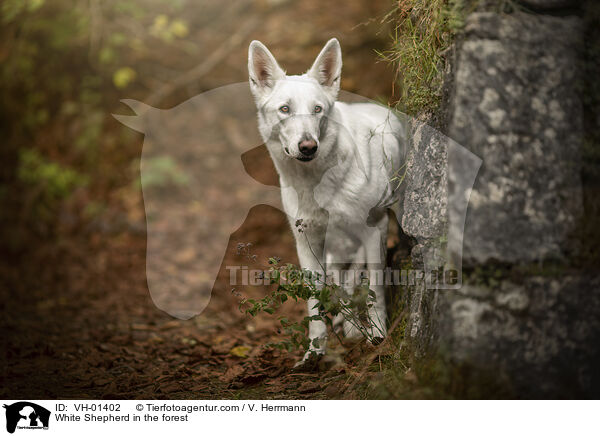 White Shepherd in the forest / VH-01402