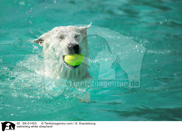 schwimmender Weier Schferhund / swimming white shepherd / SK-01453
