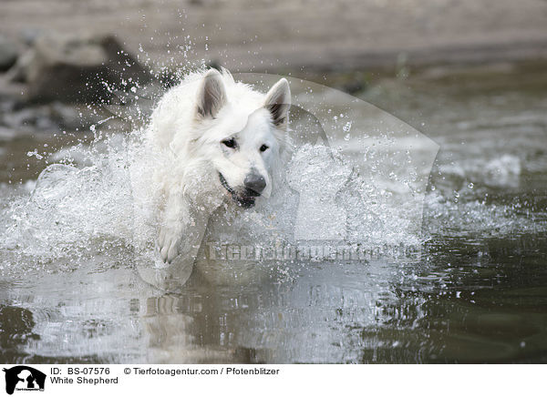 White Shepherd / BS-07576