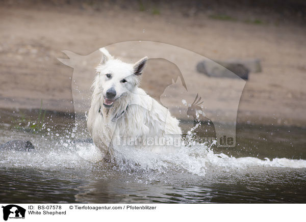 White Shepherd / BS-07578