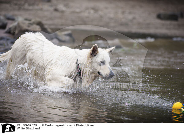 White Shepherd / BS-07579
