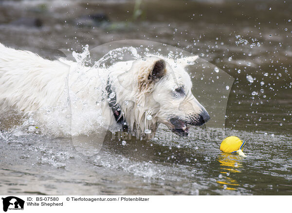 White Shepherd / BS-07580