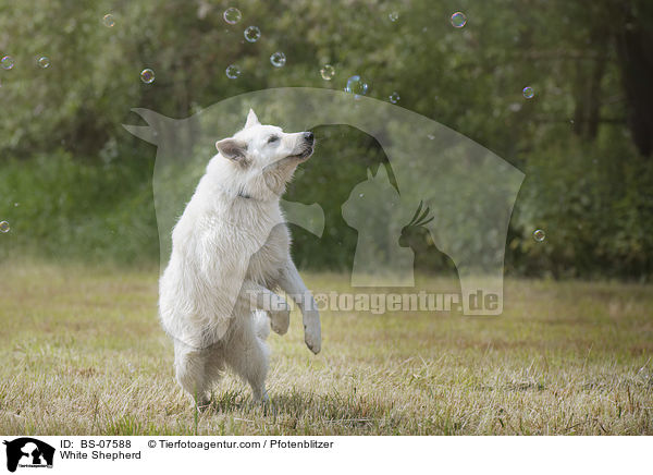 White Shepherd / BS-07588
