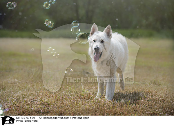 White Shepherd / BS-07589
