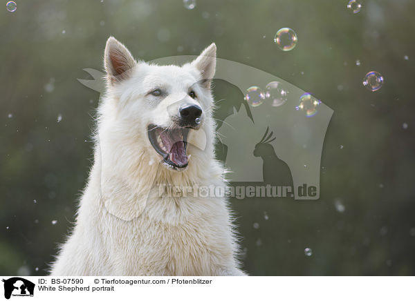White Shepherd portrait / BS-07590