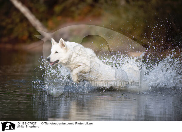 White Shepherd / BS-07627