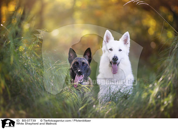 White Shepherd and Malinois / BS-07739