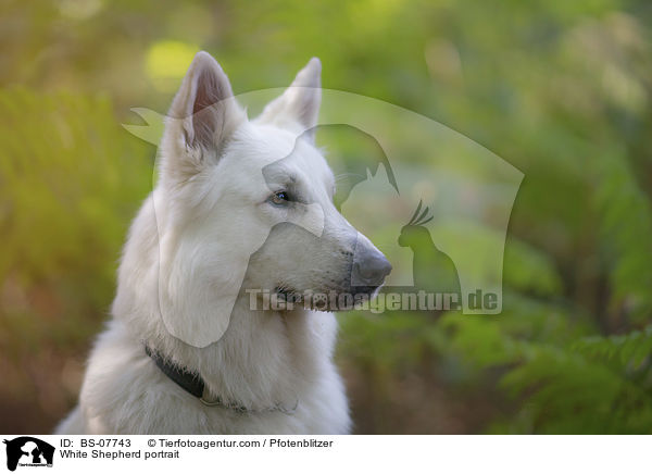 White Shepherd portrait / BS-07743