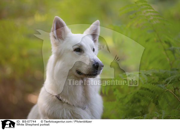 White Shepherd portrait / BS-07744