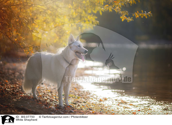 White Shepherd / BS-07750
