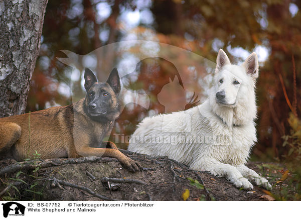 White Shepherd and Malinois / BS-07752