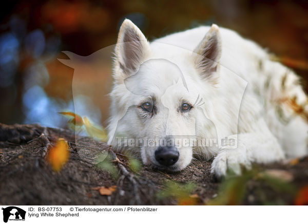 lying White Shepherd / BS-07753