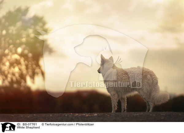 White Shepherd / BS-07761
