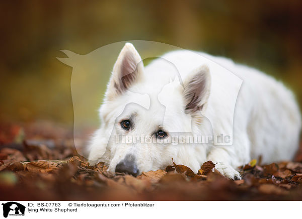 lying White Shepherd / BS-07763