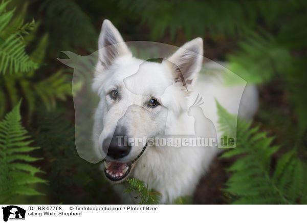 sitting White Shepherd / BS-07768
