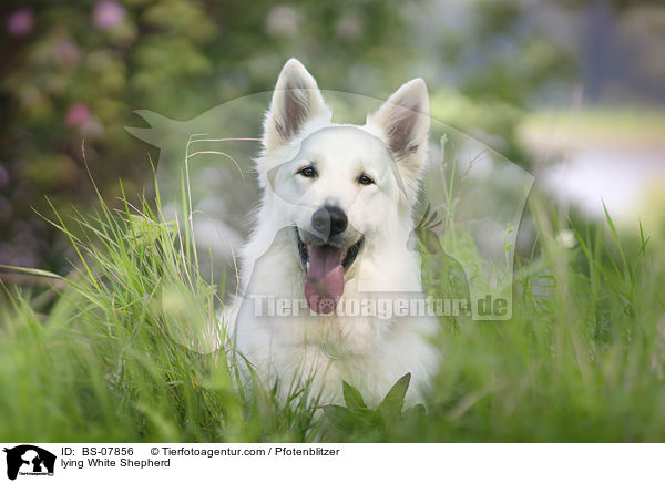 lying White Shepherd / BS-07856