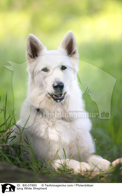 lying White Shepherd / BS-07860