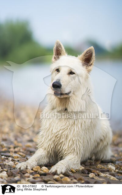 lying White Shepherd / BS-07862
