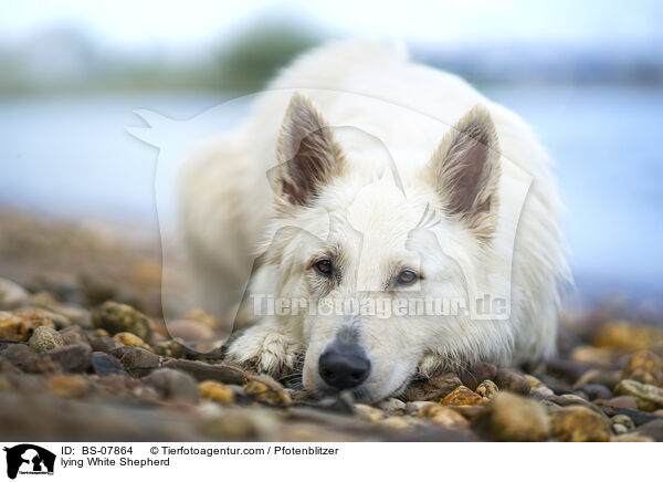 lying White Shepherd / BS-07864