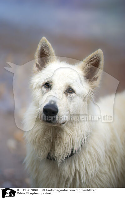 White Shepherd portrait / BS-07869