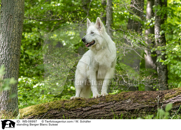 standing Berger Blanc Suisse / WS-08997